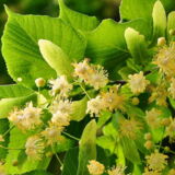 Lindenblätter und -blüten
