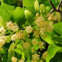 Lindenblätter und -blüten