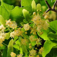 Lindenblätter und -blüten